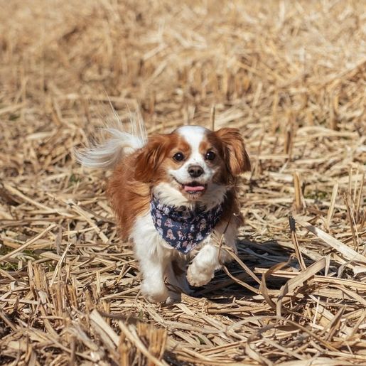 Šátek pro psy Wrendale Designs, vel. XS/S - Pejsci