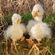 Plyšová hračka Wrendale Designs "Goose Pearl" - Husa, mládě