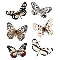 Průhledné samolepky Studio Light "Grunge" - Motýli