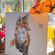 Malování podle čísel Wrendale Designs "Born to be Wild" - Liška