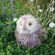 Plyšová hračka Wrendale Designs "Owl Elvis", velká - Sova